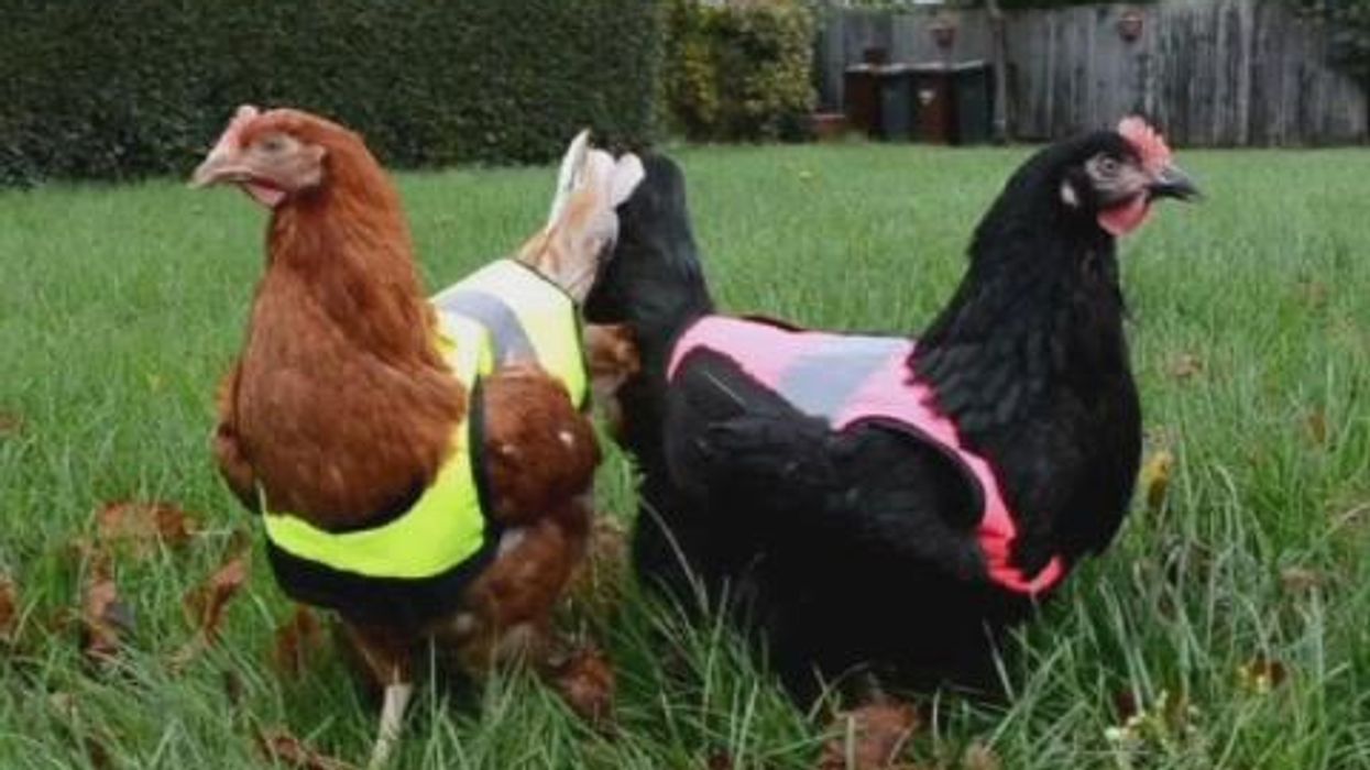 People are shocked after finding out dark meaning behind chicken crossing the road joke