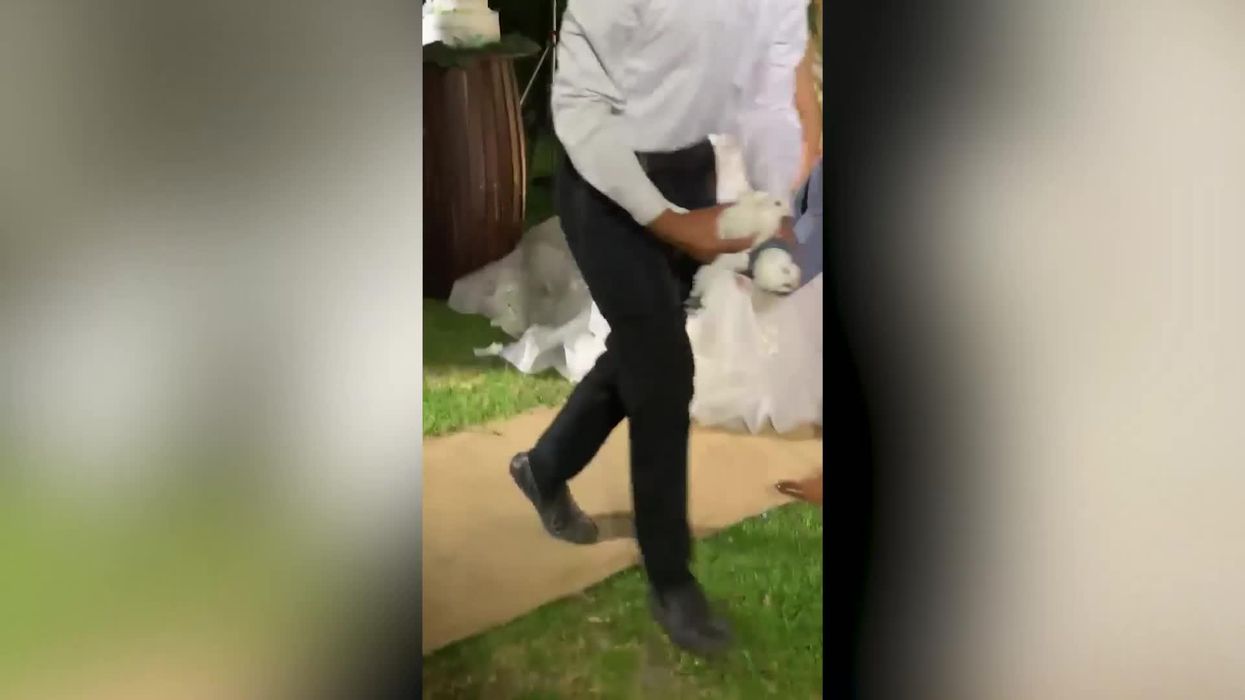 Hilarious moment dove refuses to fly when released at wedding