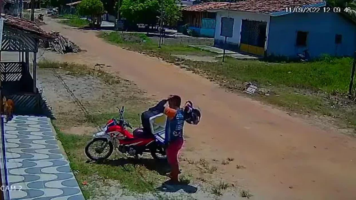 Hilarious moment stray dog steals lunch from baffled delivery driver