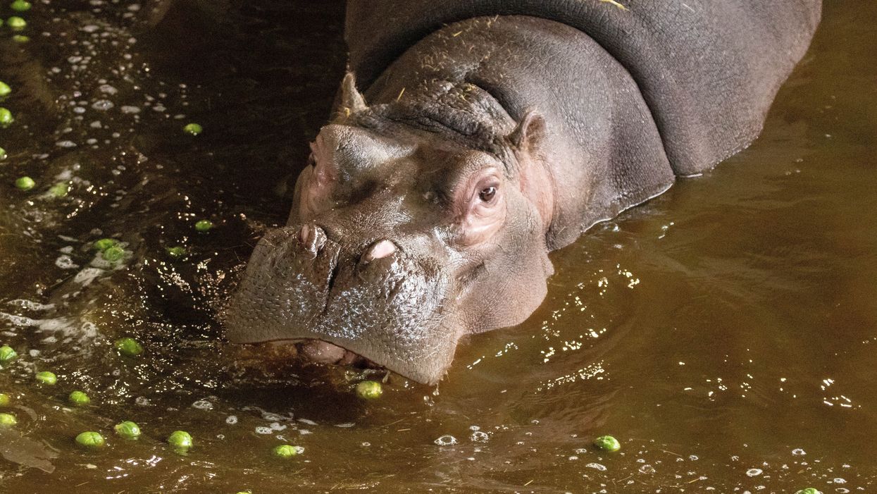 Hippo eating sprouts in the water. (ZSL Whipsnade Zoo/PA)
