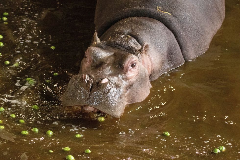 Hippo eating sprouts in the water. (ZSL Whipsnade Zoo/PA)