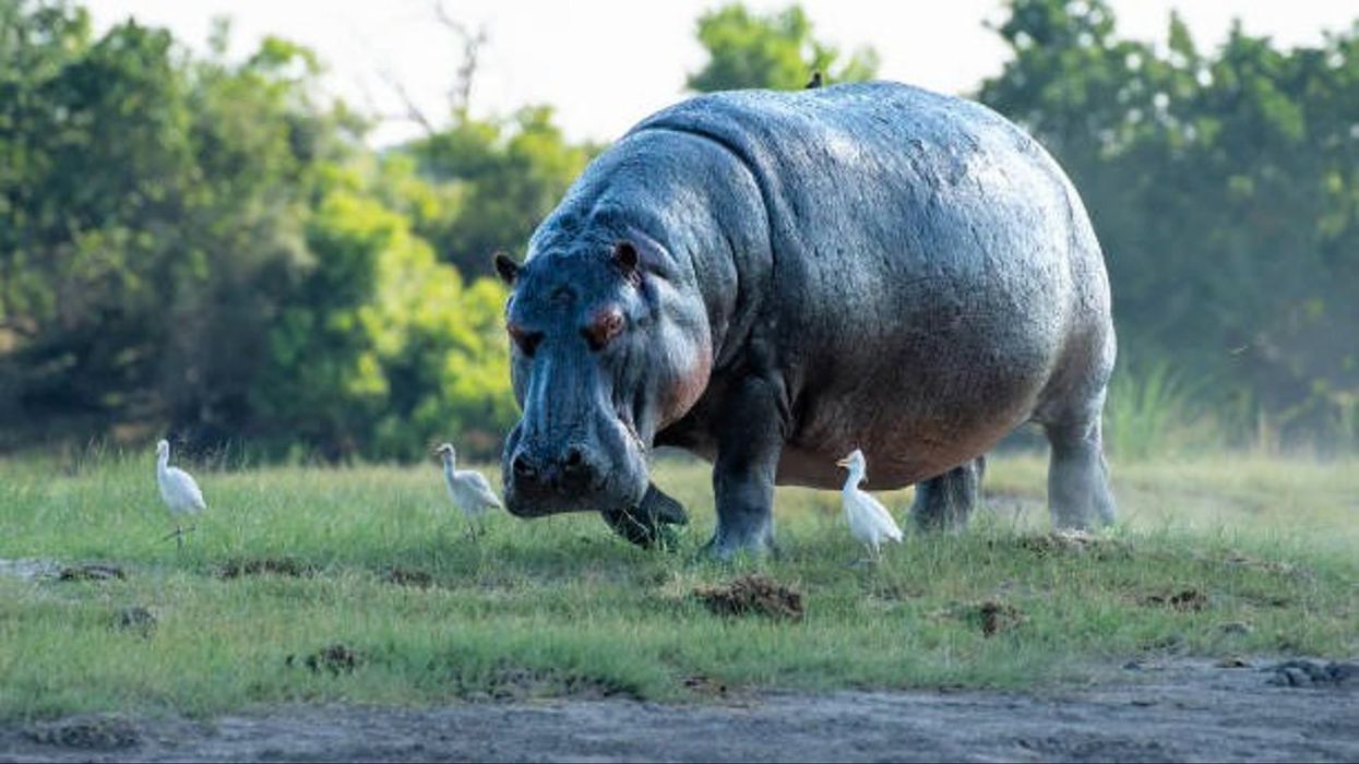 Scientists discover that hippos can 'fly' over short distances