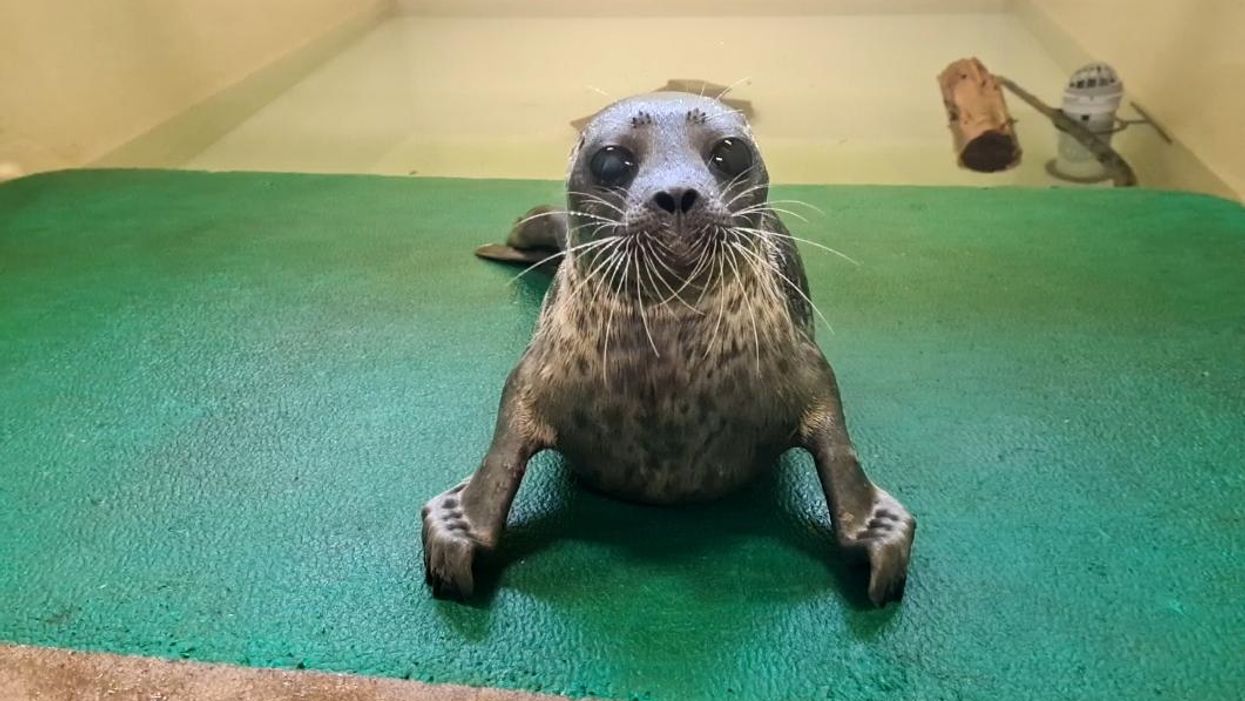 Hispi was found with multiple abrasions in Aberdeen (SSPCA/PA)