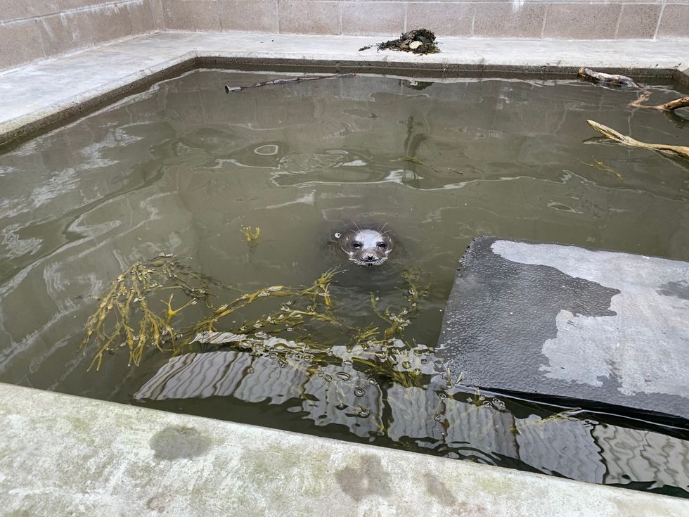 Hispi was rehabilitated at the SSPCA\u2019s national wildlife rescue centre (SSPCA/PA)