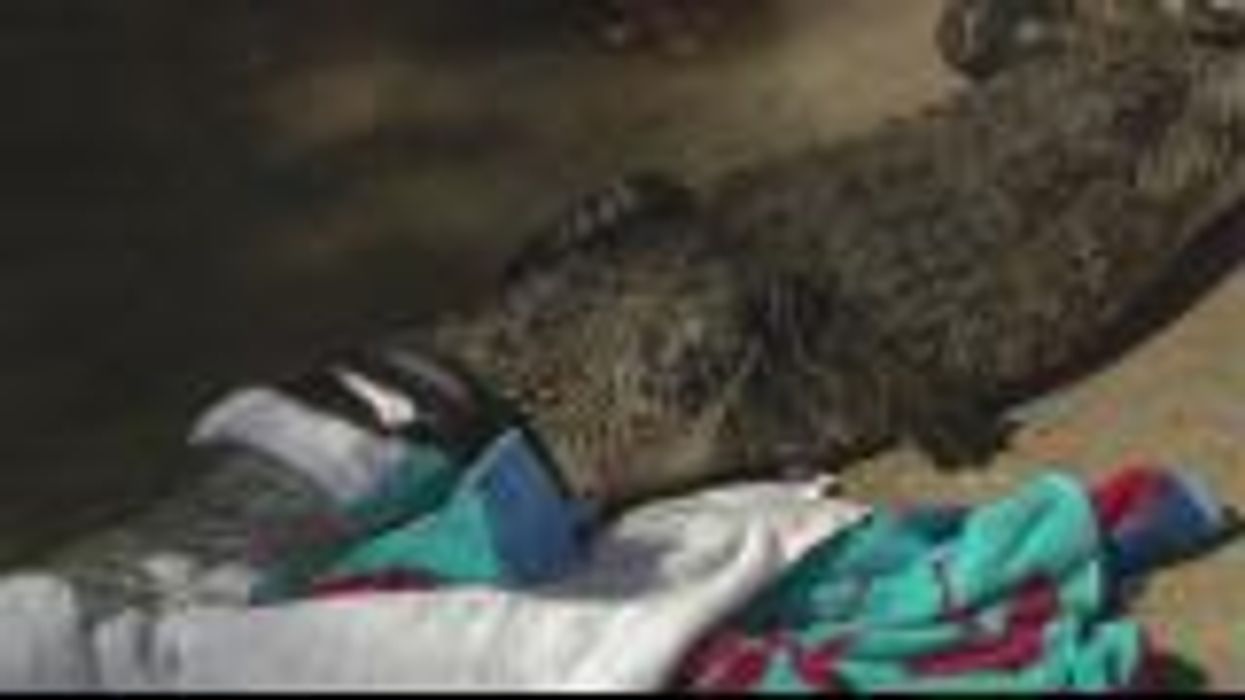 'Emotional support alligator' spotted being walked through US park