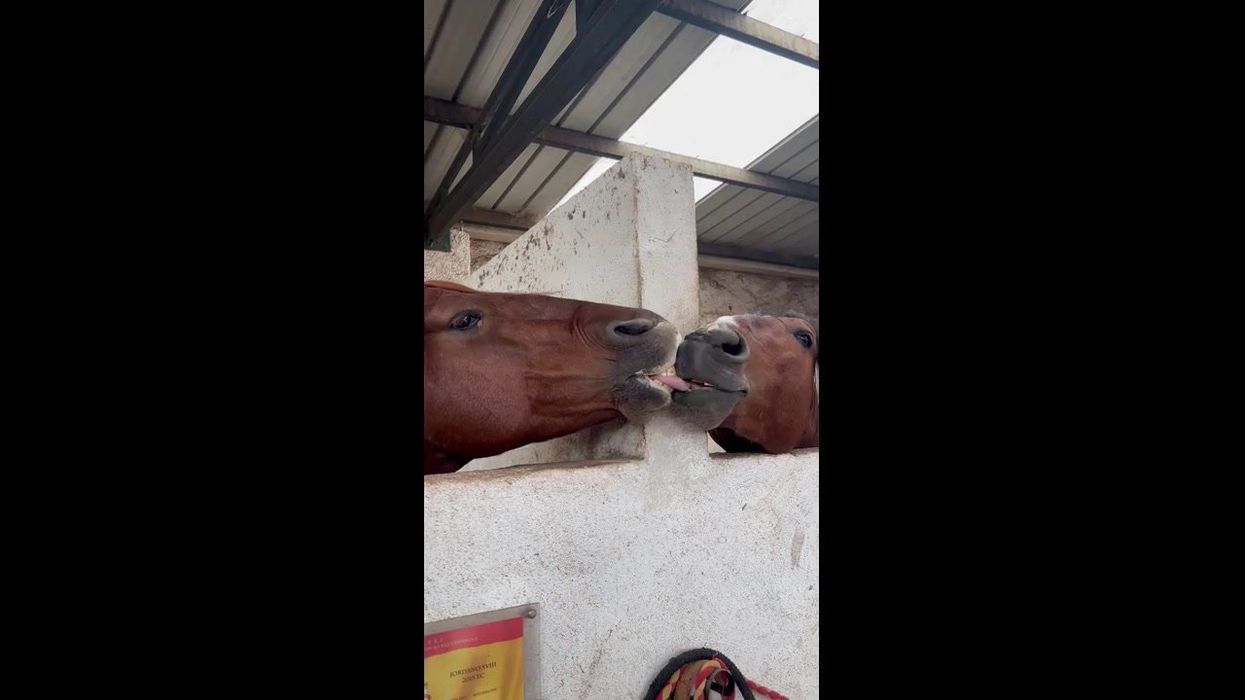 Scientists once predicted that horses would be extinct in 2024