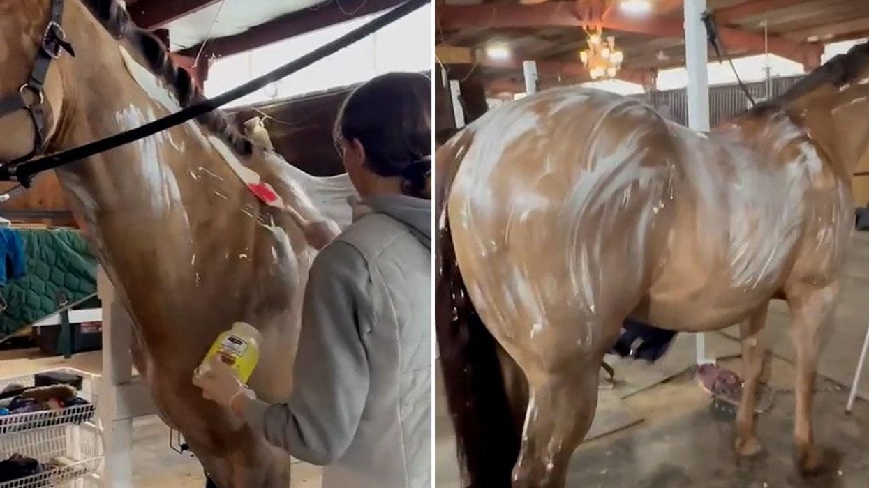 Horse owners are slathering their animals in mayonnaise for simple reason