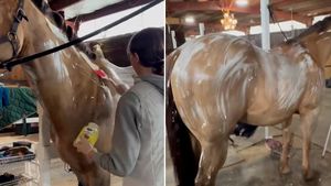 Horse owners are slathering their animals in mayonnaise for simple ...