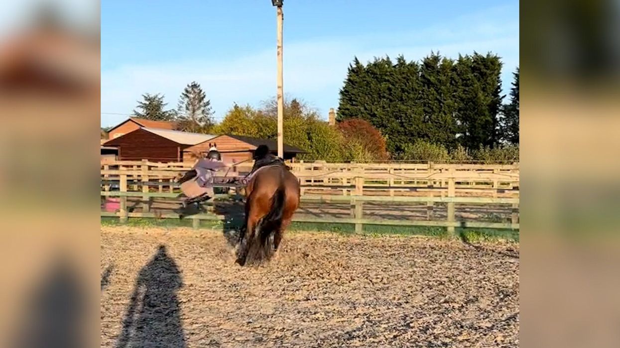 Horse gets terrified by his own fart and it's way funnier than it should be