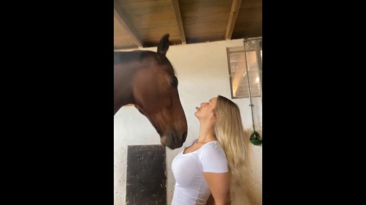 Wholesome moment horse tries to take a treat from owner's mouth