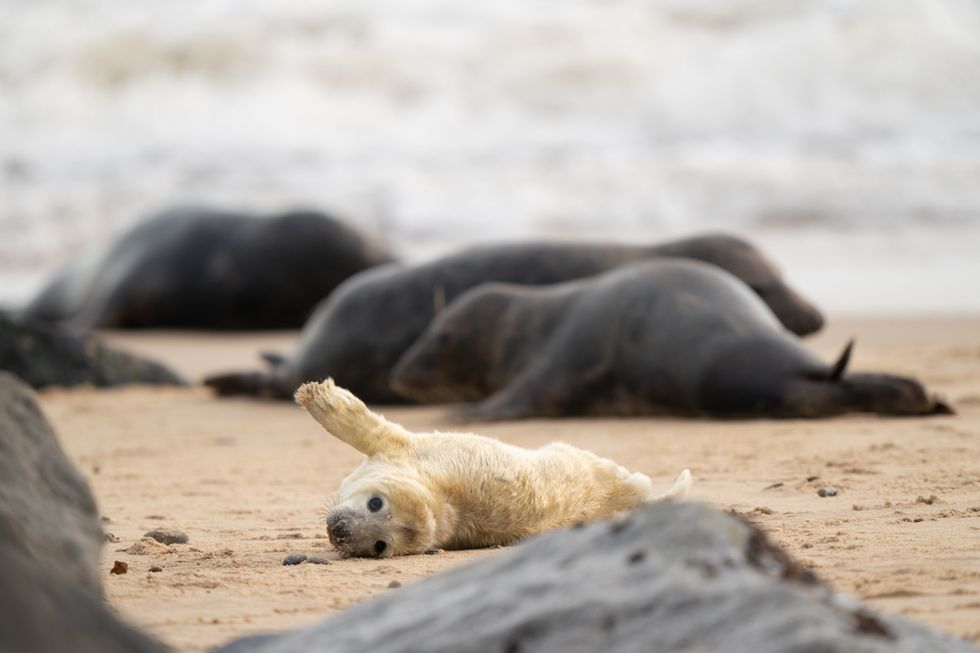 Horsey Beach is one the UK\u2019s most important sites for the seals (Joe Giddens/PA)