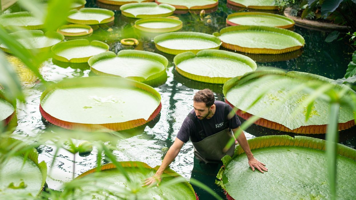 Horticulturalist Alberto Trinco stands next to Kew Garden’s giant water lilies (PA)