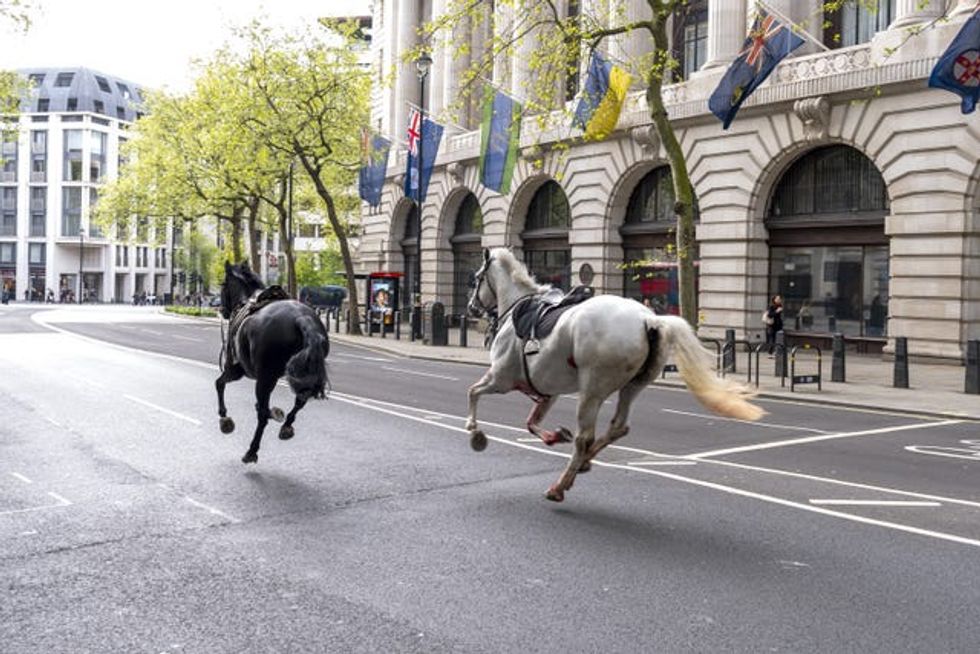 Household Cavalry horses Vida and Quaker on the loose bolt through the streets of London near Aldwych