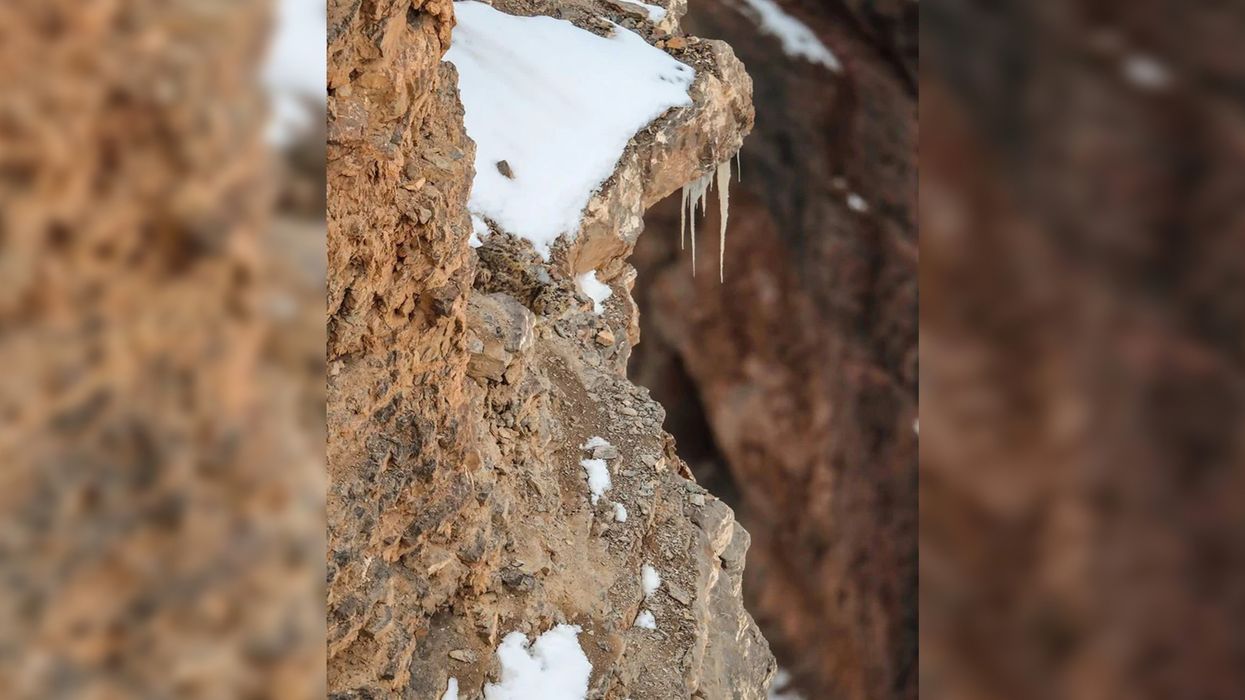 People can't find the camouflaged snow leopard in this photo