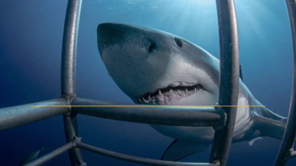 Man survives horrific shark attack after being saved by dolphins