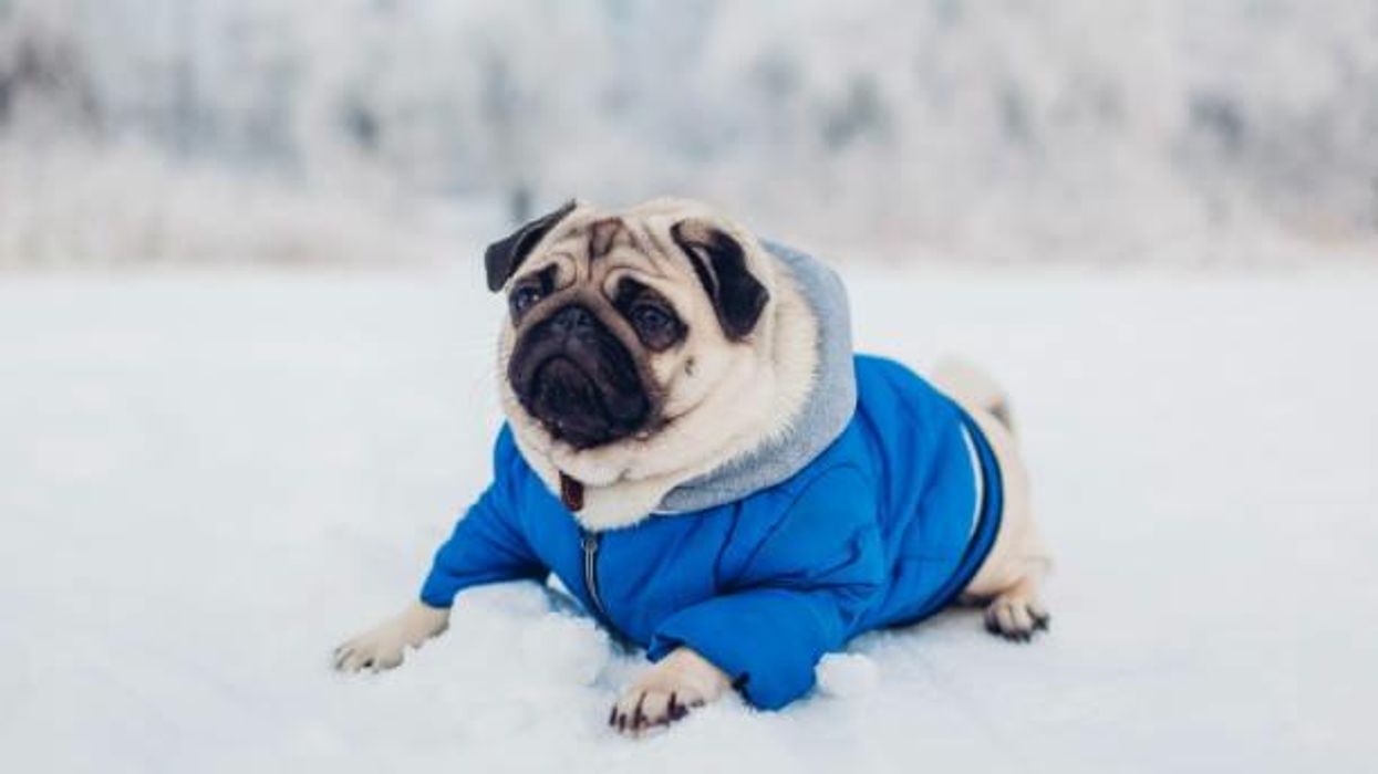 Here's why drivers should check under their cars on winter mornings