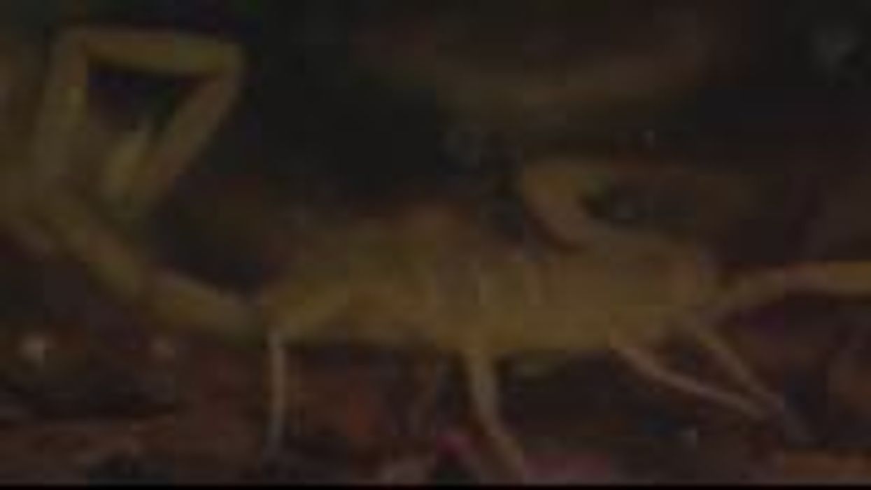 Woman horrified to find 18 live scorpions in her holiday suitcase