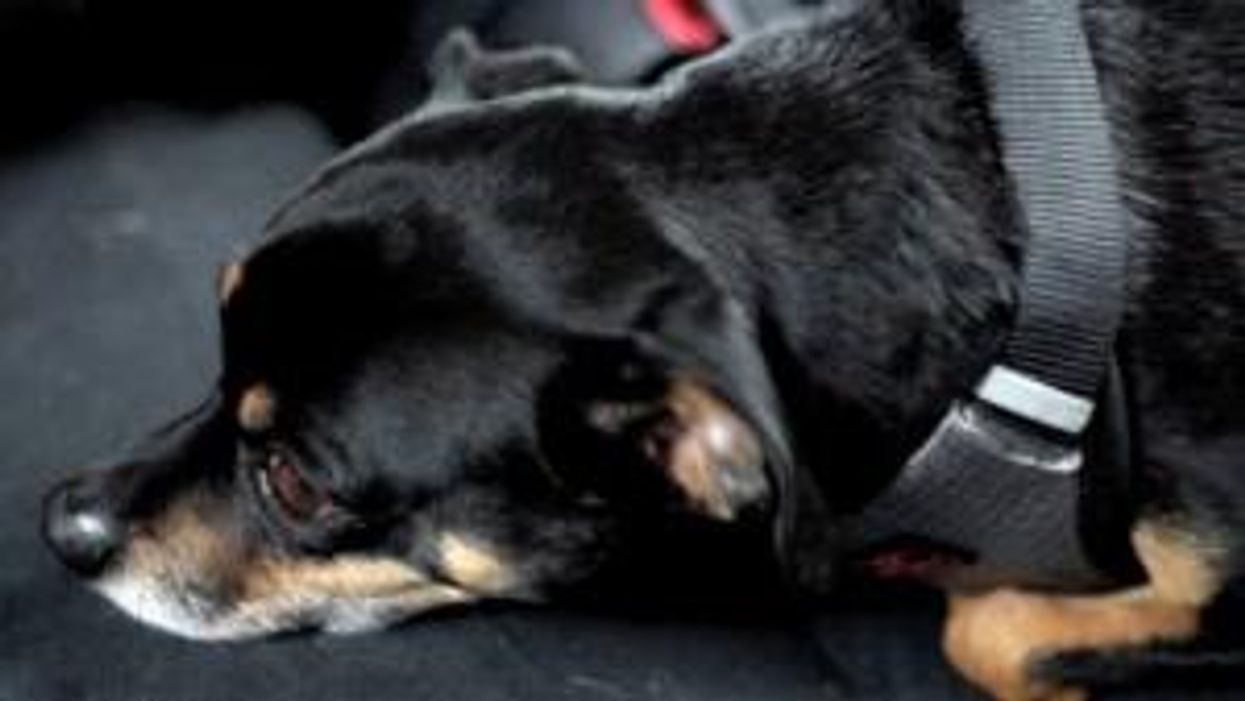 Germany is giving people unlimited summer travel for just £7.60