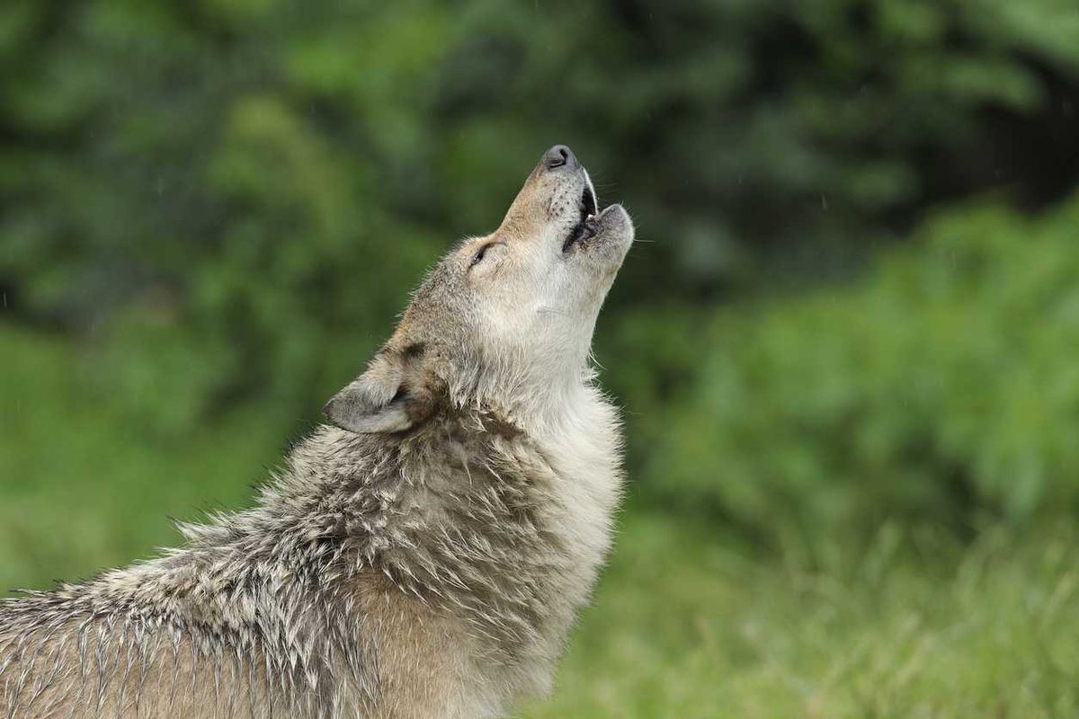 Howling grey wolf.