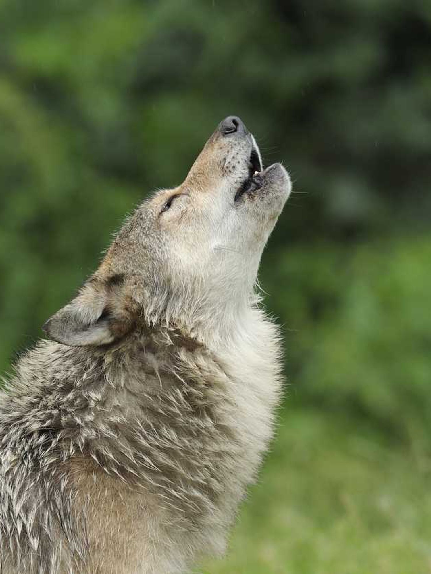 Howling grey wolf.