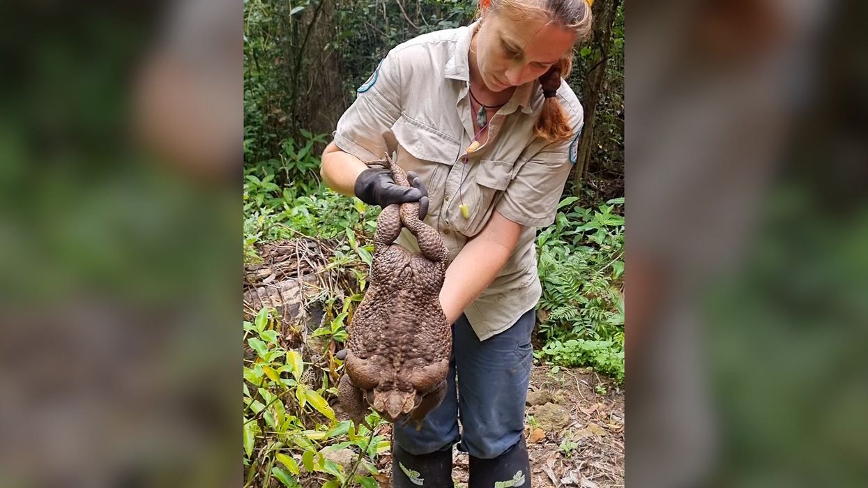 Man finds a load of corn on the cob under his floorboards and is completely baffled