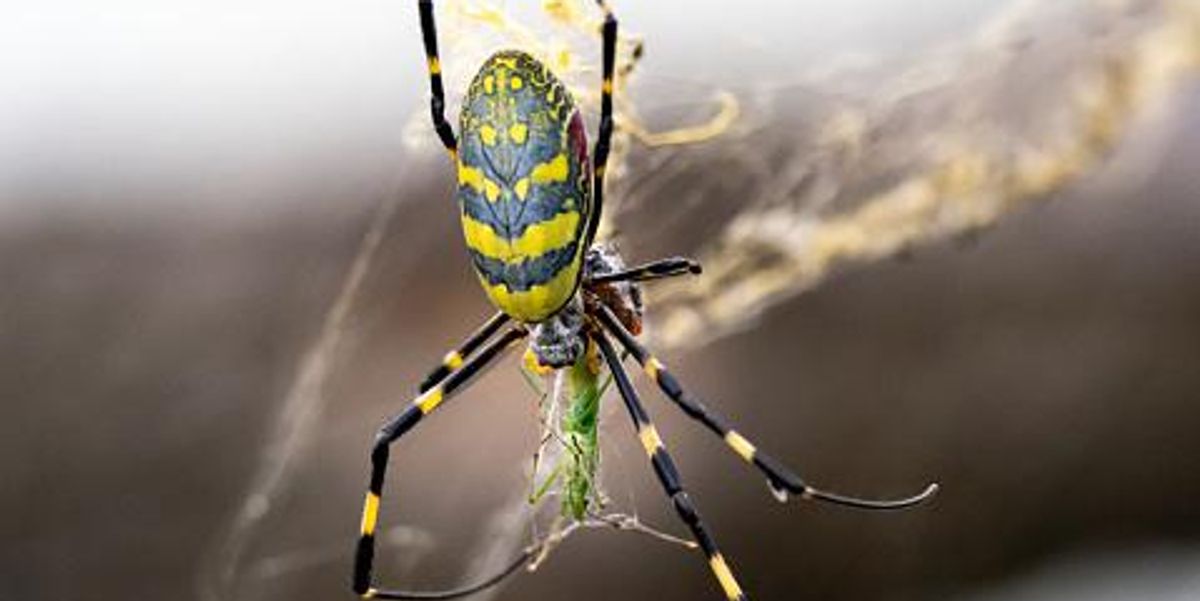 Spiders size of child's hand to 'colonize' US east coast by ...