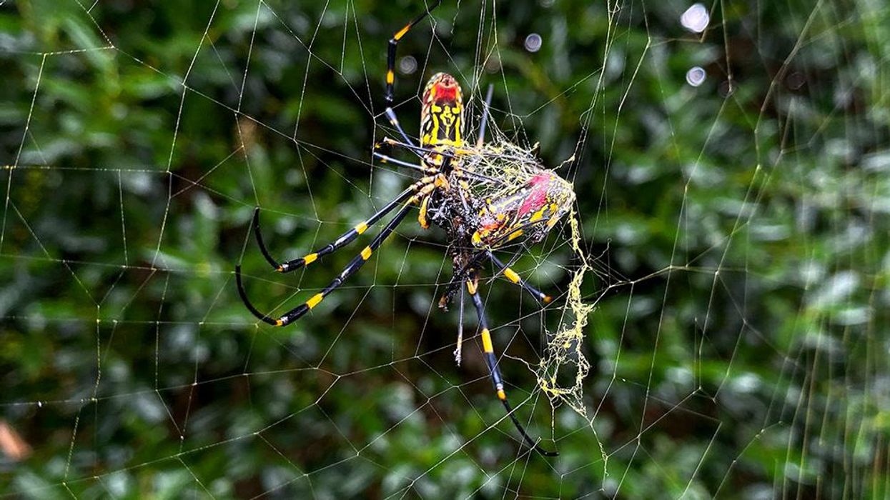Spiders size of child's hand to 'colonize' US east coast by parachuting out of the sky