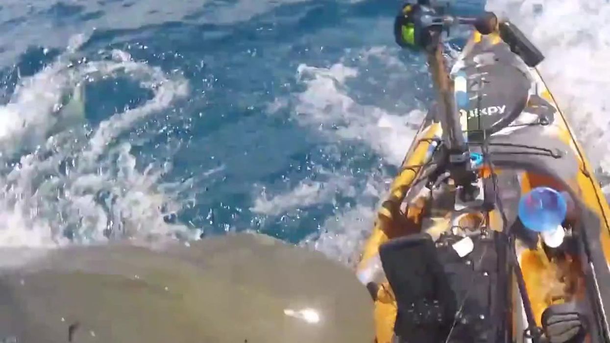 Terrifying moment kayaker gets rammed by shark caught on camera