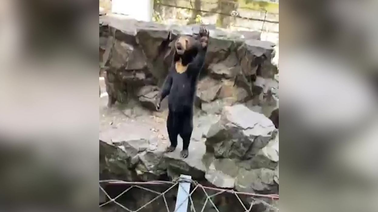 ‘Human bear’ theory at Chinese zoo deepens as 'animal' is seen waving in new video