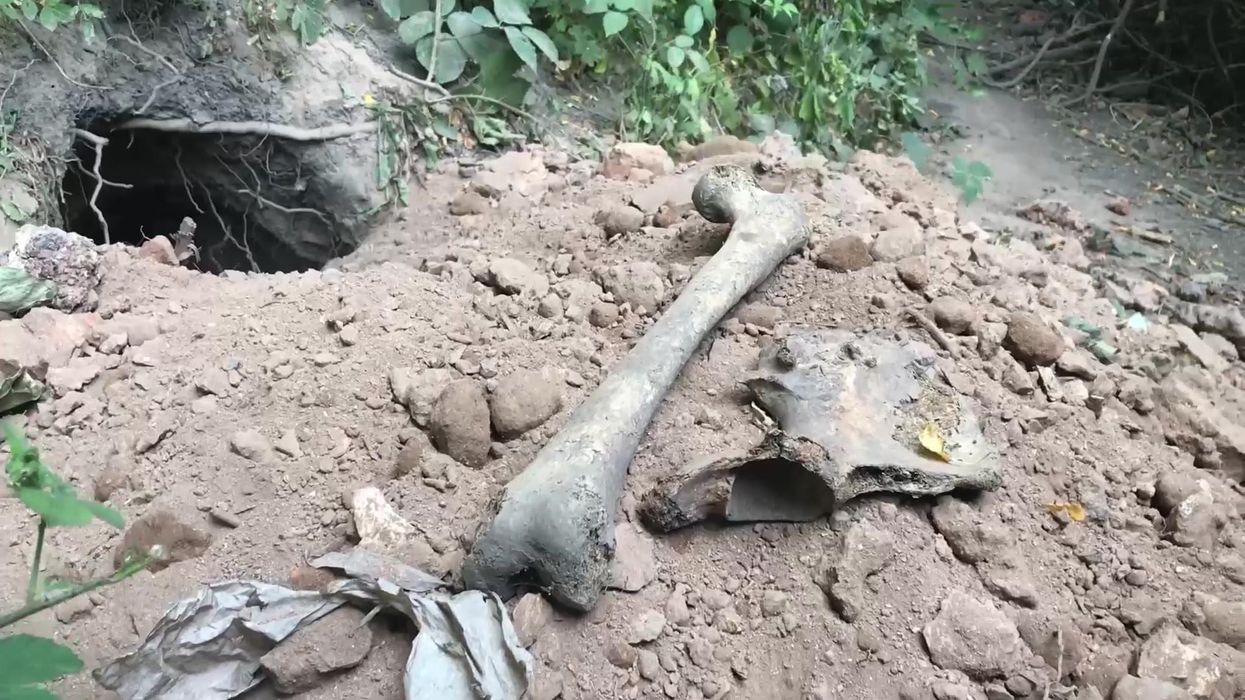 Graverobbing badgers leave human skull in gran's garden