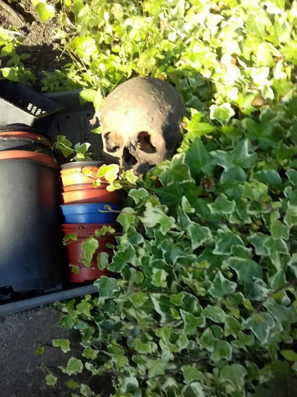 Human skull pictured in a garden
