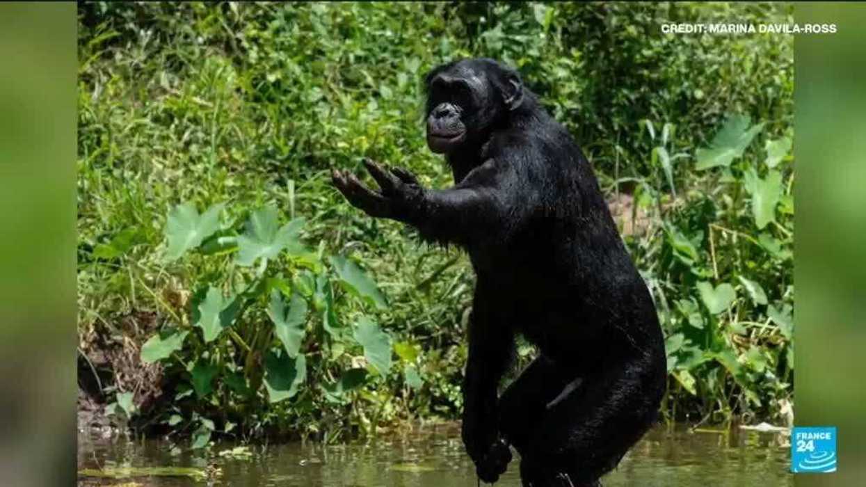 Human laughter shares 15 million year old evolutionary link with great apes, study finds