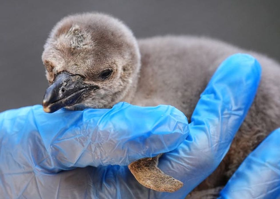 Humboldt penguin chicks at Blair Drummond Safari Park