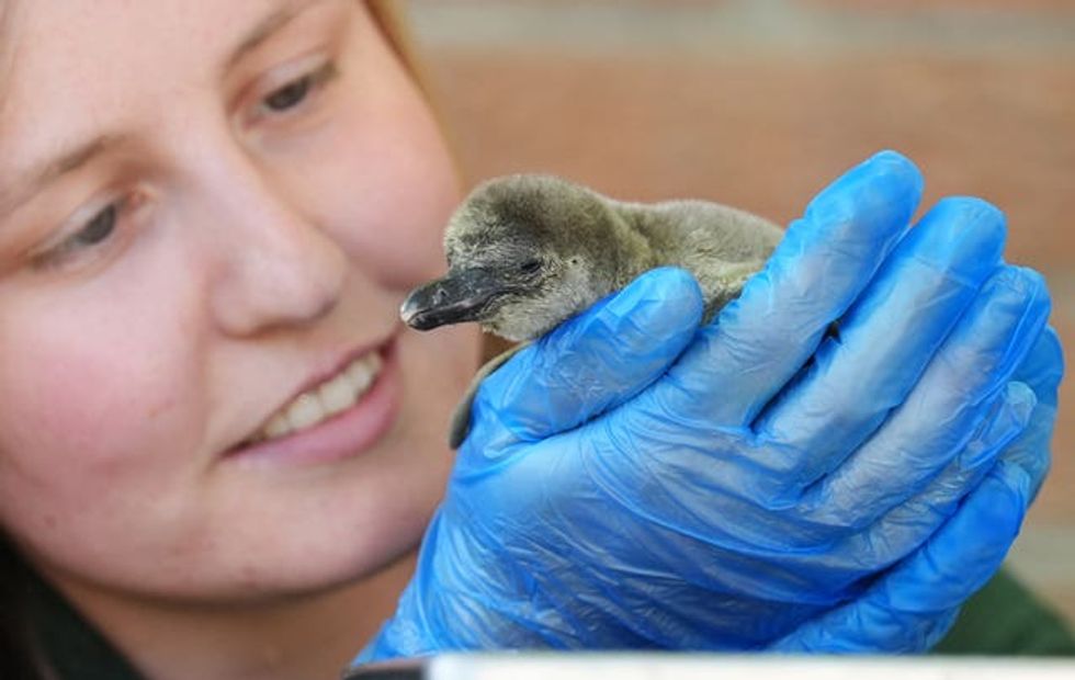 Humboldt penguin chicks at Blair Drummond Safari Park