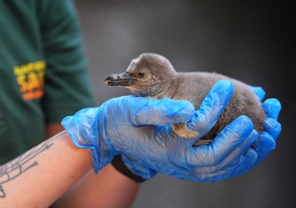 Humboldt penguin chicks at Blair Drummond Safari Park