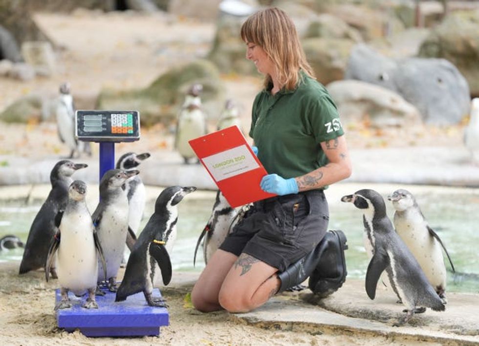 Humboldt penguins being weighed