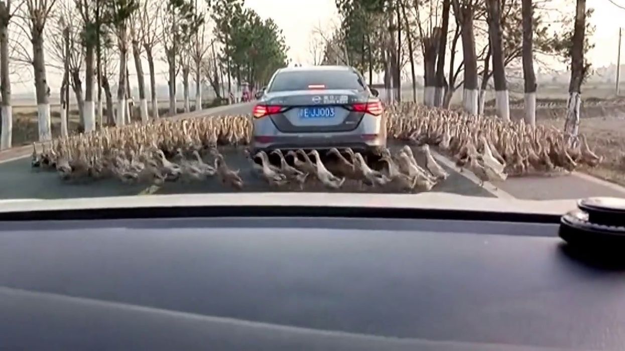 Railway staff stumped after someone leaves a duck on the train