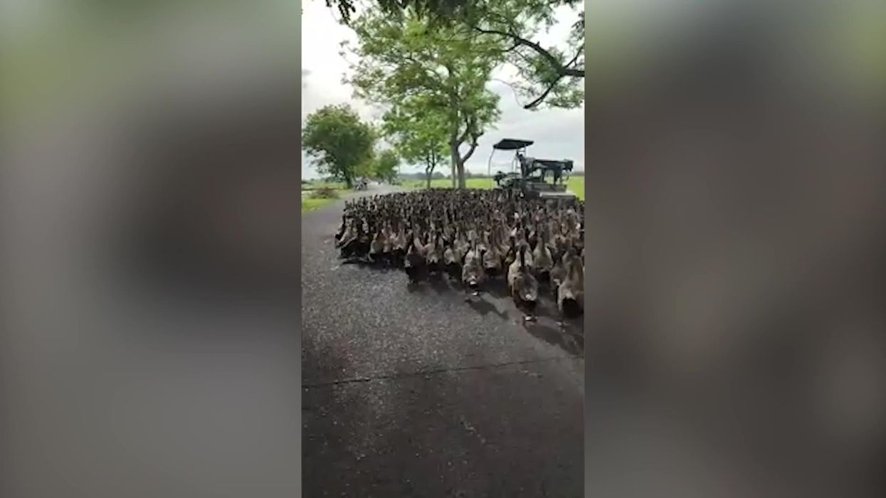 Hundreds of ducks surround a car leaving viewers in stitches