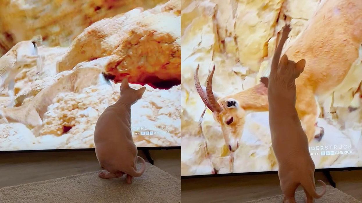 Hungry cat tries his luck at hunting deer on TV screen