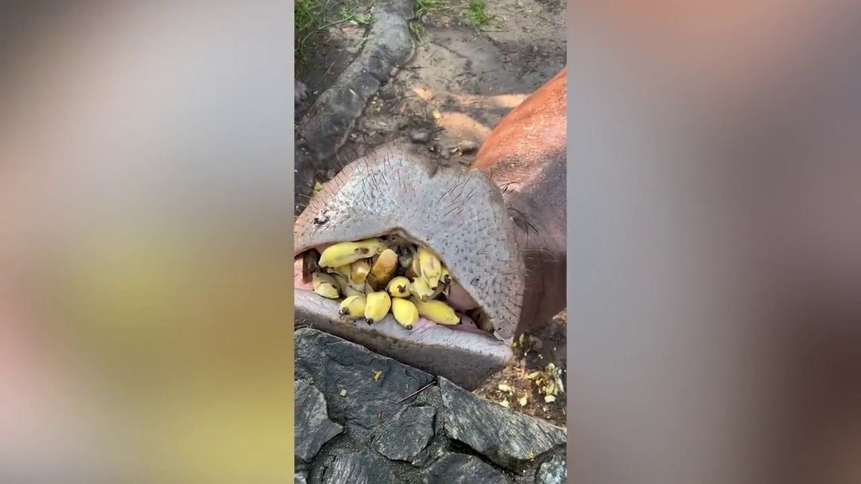 Valuable banana artwork eaten by hungry student in South Korea