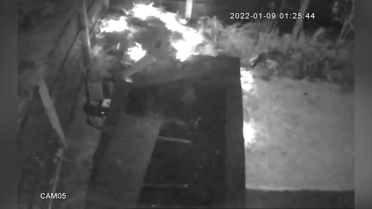 Hungry otter dives into couple's garden pond and eats their pet fish