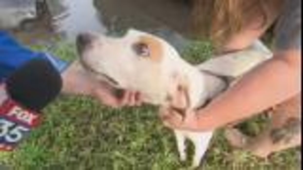 Man bravely weathers Hurricane Ian floodwaters to save cat