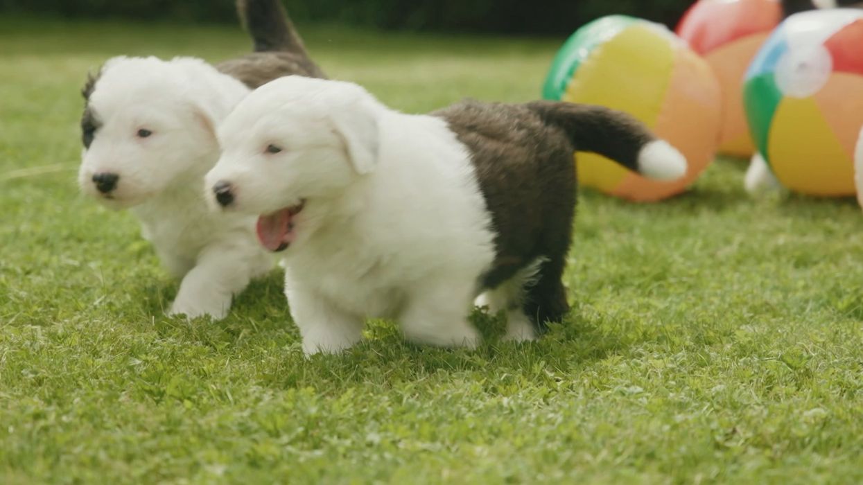 Dulux dog gives birth to seven puppies with direct links to original 1961 advert