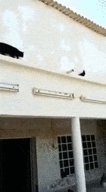 This pigeon is undoubtedly the cleverest pigeon you will see today