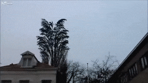 Watching a group of birds fly away at the same time is mesmerising