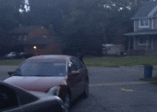 The mystery of the New Jersey bear