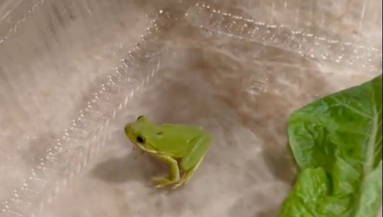 Man who found tiny baby frog in his salad box is giving him baths