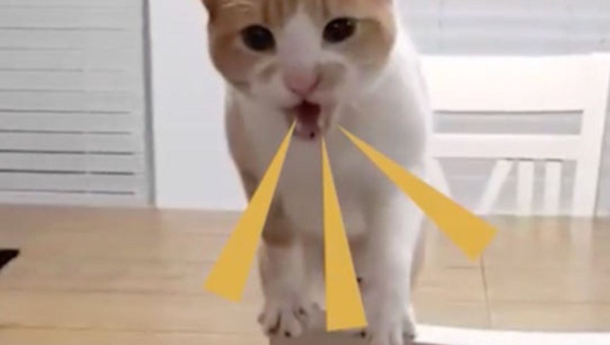 ‘World’s most difficult cat’ goes viral as it terrorises owners as they make food