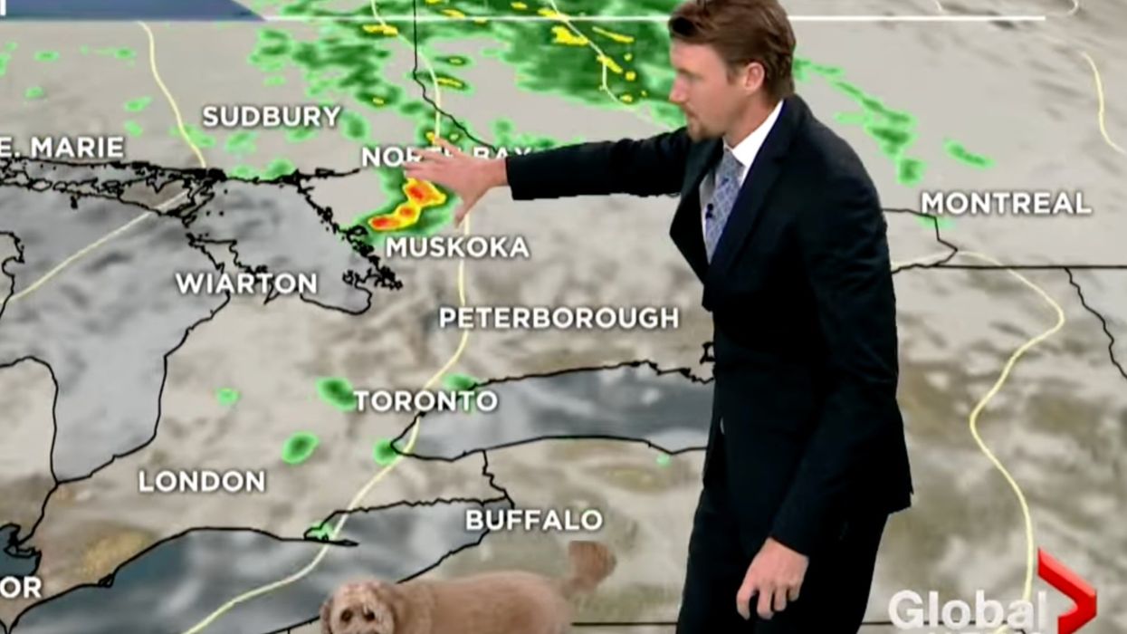 Weatherman’s dog hilariously interrupts live forecast ‘looking for snacks’