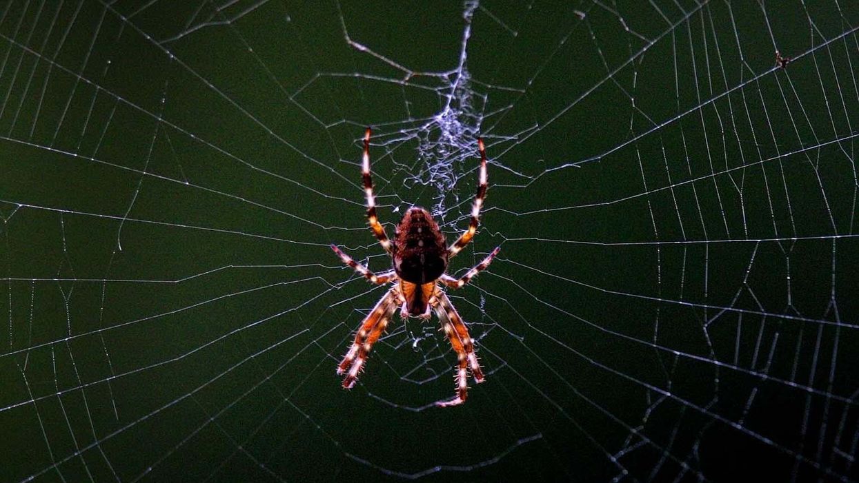 Thousands of sex-hungry spiders set to invade British homes as mating season begins